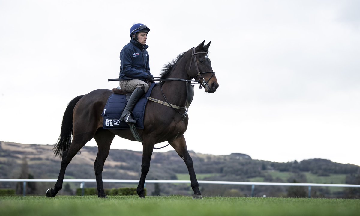 NavanRacecourse's tweet image. Apple’s Jade and Tiger Roll looking fantastic exercising at Cheltenham this morning 🏇☘️ 

Looking forward to seeing these two impressive #NavanForm winners hopefully storm up the Cheltenham hill this week. 

#TeamIreland #GreenCorner