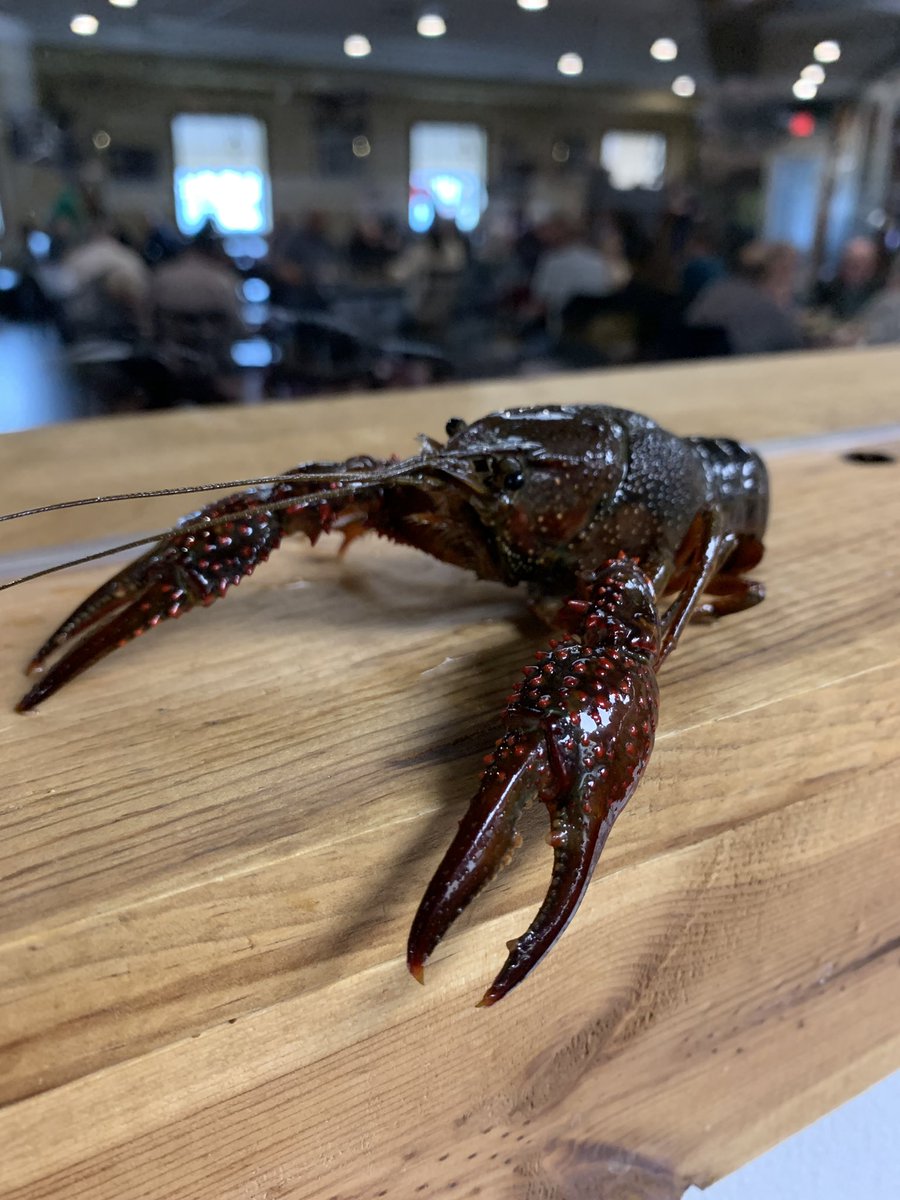 OfficialBooRays's tweet photo. Say hello to my little friend today! https://t.co/ycK14PieaI
