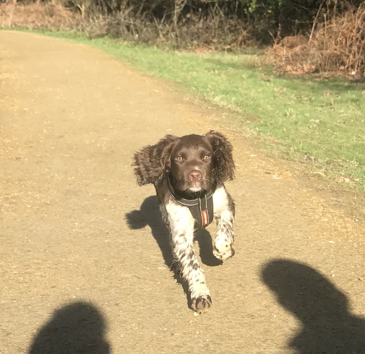 DGame3's tweet photo. My 🐶🐶 #springers #dogslife #greatoutdoors #walkies https://t.co/oUIiELv1ts
