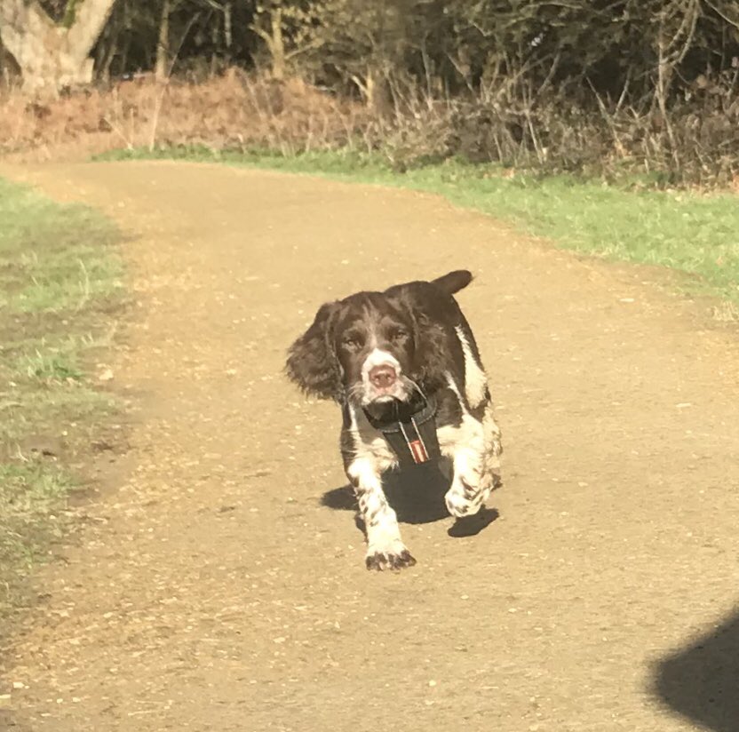 DGame3's tweet photo. My 🐶🐶 #springers #dogslife #greatoutdoors #walkies https://t.co/oUIiELv1ts