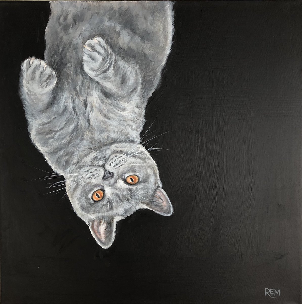 Rosieartwork's tweet photo. โWolfieโ #acrylic on 50cm sq #canvas latest #commission with an upside down composition! #britishshorthair #orangeeyes #grey #gray #cat #petportrait #artistsontwitter #catsoftwitter #AnimalMarch #littlebitdifferent ๐งก https://t.co/5Ki5Cc3WuB