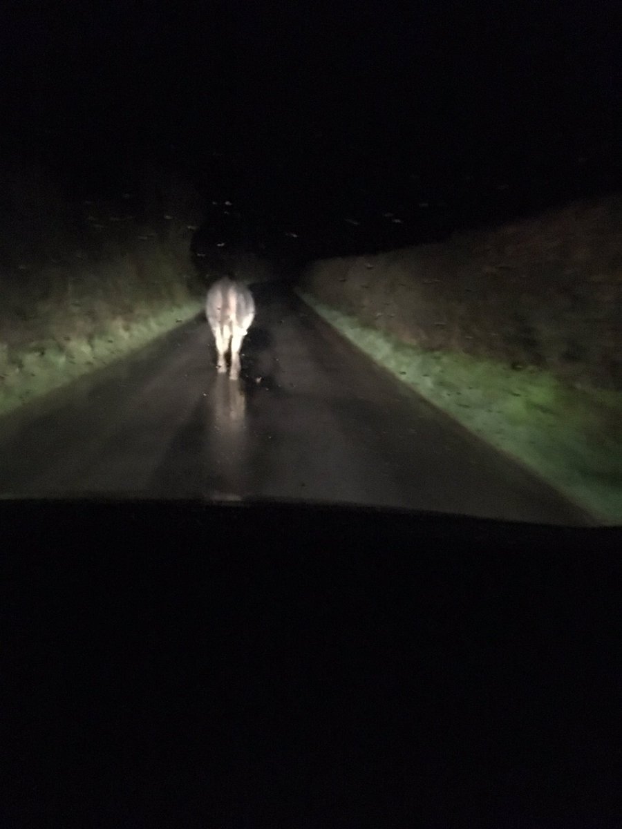 HallEventing's tweet image. Standard night out ends with moo herding at 4am in Dorset 😂