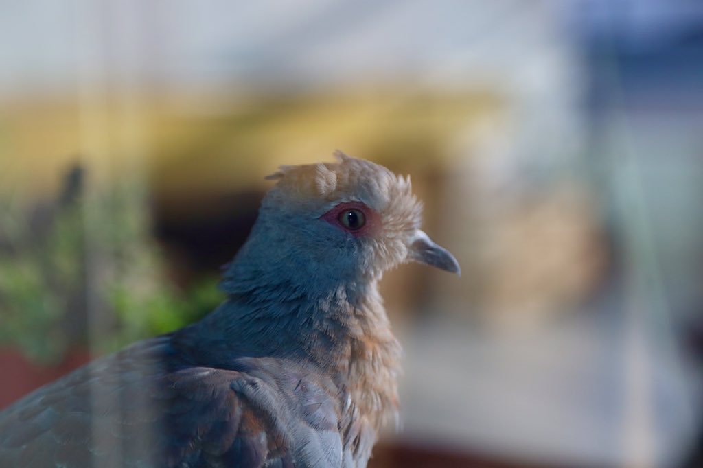 WandererASMR's tweet image. Pigeons were invented by the government to spy on us, nice try but my curtains are closed.