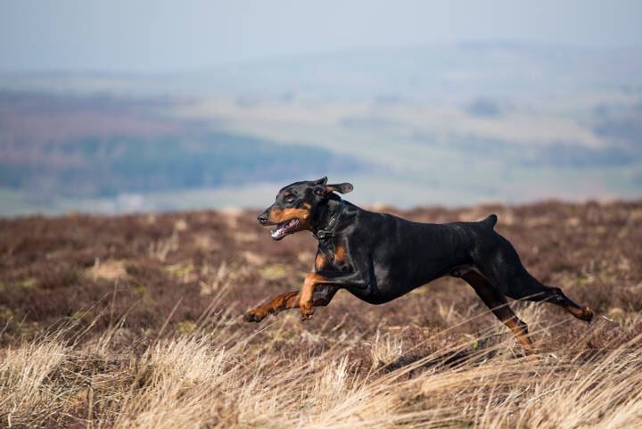WorldlnFocus's tweet image. Many of our clients will know and maybe have photographed our dogs in the past. Yesterday we said goodbye to Mars, our long standing office mascot, family friend and all round big softie. He was 12 1/2 (the half makes a big difference when you’re old) Sleep well my old friend ❤️