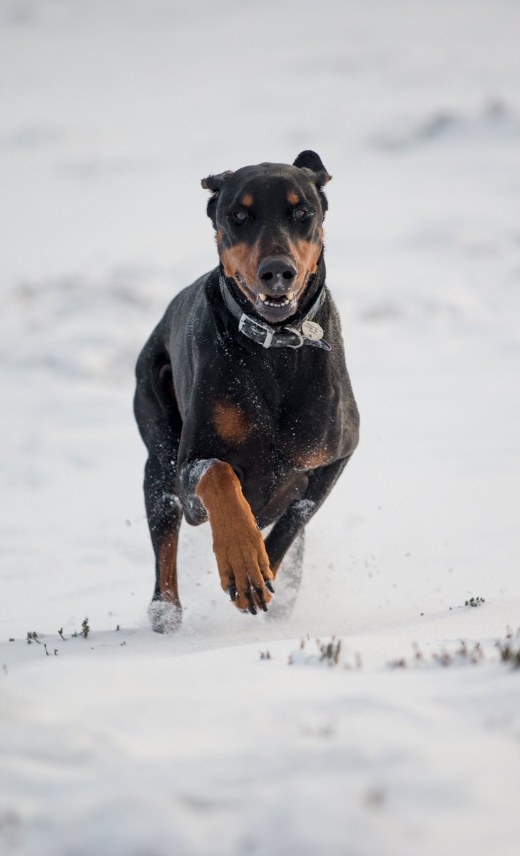 WorldlnFocus's tweet image. Many of our clients will know and maybe have photographed our dogs in the past. Yesterday we said goodbye to Mars, our long standing office mascot, family friend and all round big softie. He was 12 1/2 (the half makes a big difference when you’re old) Sleep well my old friend ❤️