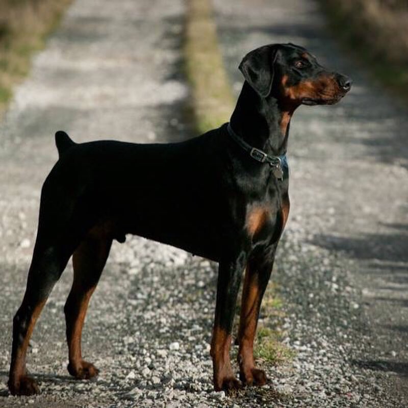 WorldlnFocus's tweet image. Many of our clients will know and maybe have photographed our dogs in the past. Yesterday we said goodbye to Mars, our long standing office mascot, family friend and all round big softie. He was 12 1/2 (the half makes a big difference when you’re old) Sleep well my old friend ❤️