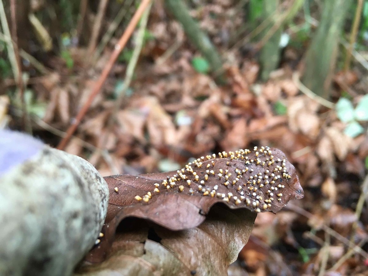 DHgardening's tweet photo. Nature is amazing! Leaf galls found in under growth on Friday #leaves #leafgalls #galls #nature #discover #undergrowth #leaf #gardening #gardenerslife #outdoors #exploreoutdoors https://t.co/UFZtibzNxe