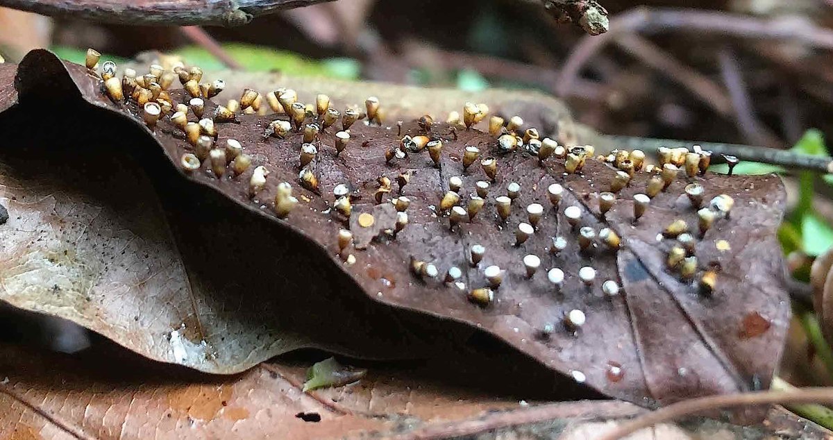 DHgardening's tweet photo. Nature is amazing! Leaf galls found in under growth on Friday #leaves #leafgalls #galls #nature #discover #undergrowth #leaf #gardening #gardenerslife #outdoors #exploreoutdoors https://t.co/UFZtibzNxe