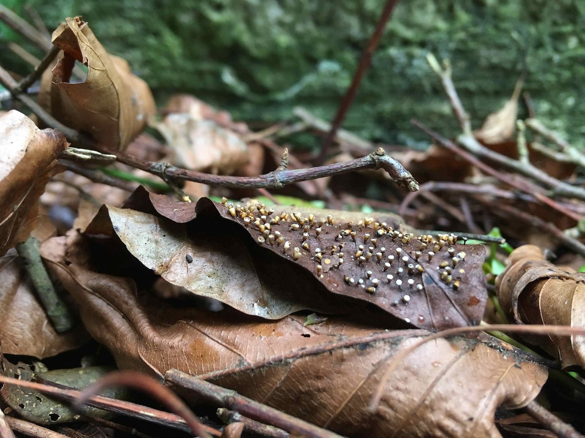DHgardening's tweet photo. Nature is amazing! Leaf galls found in under growth on Friday #leaves #leafgalls #galls #nature #discover #undergrowth #leaf #gardening #gardenerslife #outdoors #exploreoutdoors https://t.co/UFZtibzNxe