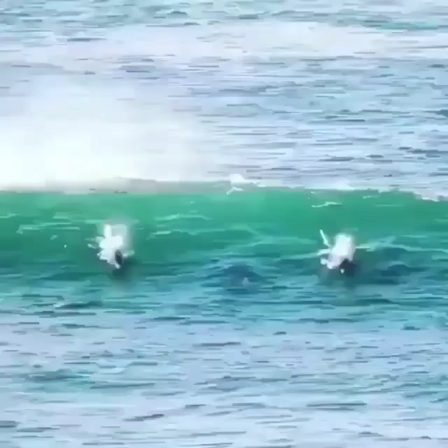 Supersingularit's tweet photo. Our way 🐬
Cred. Unknown DM us if you know who pls
Follow 👉 @supersingularity for more... https://t.co/QCnQ8UeqPl https://t.co/IO0iMaB3MX