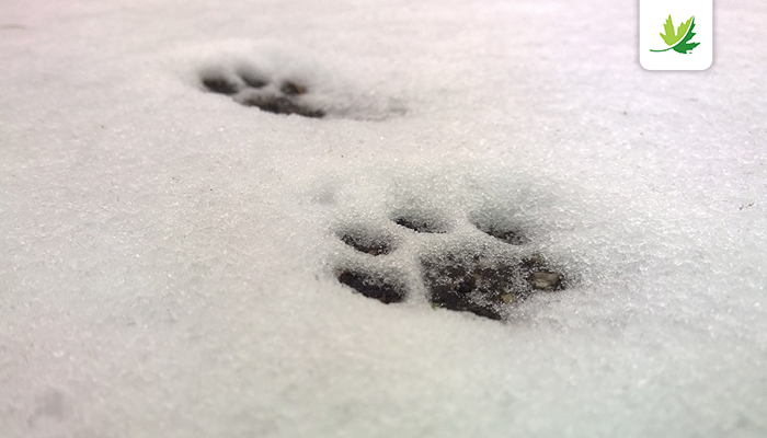 NCC_CNC's tweet photo. How good are you at identifying wildlife tracks? Take our quiz and find out:  https://t.co/h9TrkLySgx https://t.co/2jSBkk6OHD