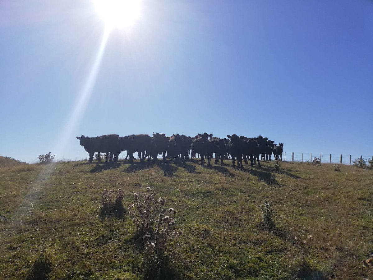 TheWonkyParsnip's tweet image. Great 2 months working in New Zealand 🇳🇿 hiding from the winter! Leave my farm this week heading home to start the Wonky season off via a few pit stops on the way 🇫🇯 🏝! Can’t wait to get planting veg 🍓🍓🍑🍎