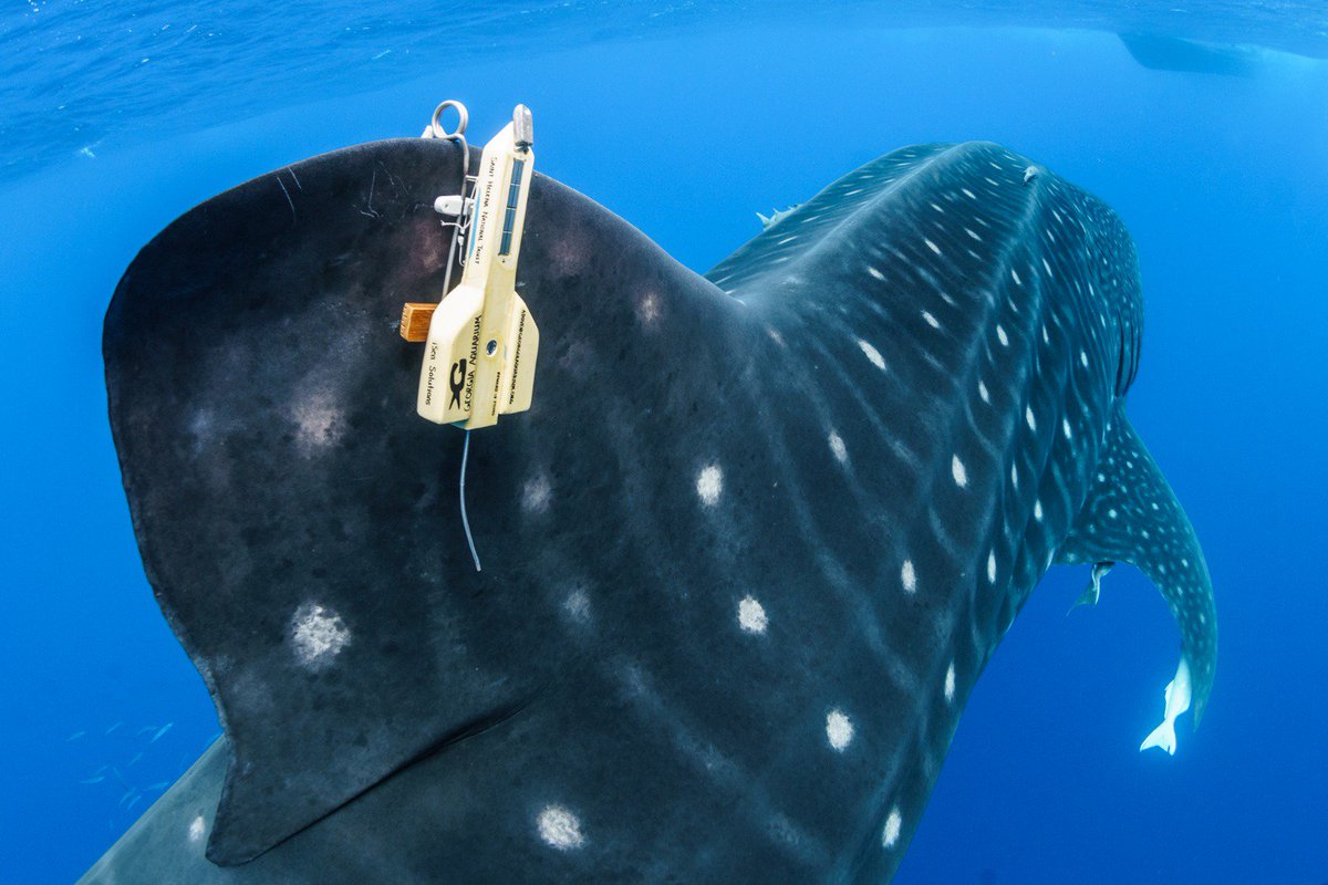 How deep will she go? A beautiful big female #whaleshark swims off with a new custom tracking tag designed for this trip (the clamp falls away after the mission). #GAinStHelena #EMDNatureConservation #BlueBeltProgramme pic: @simonpierce