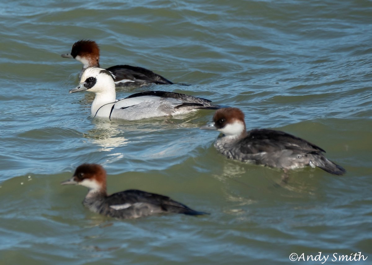 fujiman73's tweet photo. My best views ever #smew #wildlifephotography #fujifilm #Nature #wildlife #birding #hide #rutlandwater #fujixt2 @NatureUK @RutlandWaterNR @BBCSpringwatch https://t.co/uZRaqmzdIS