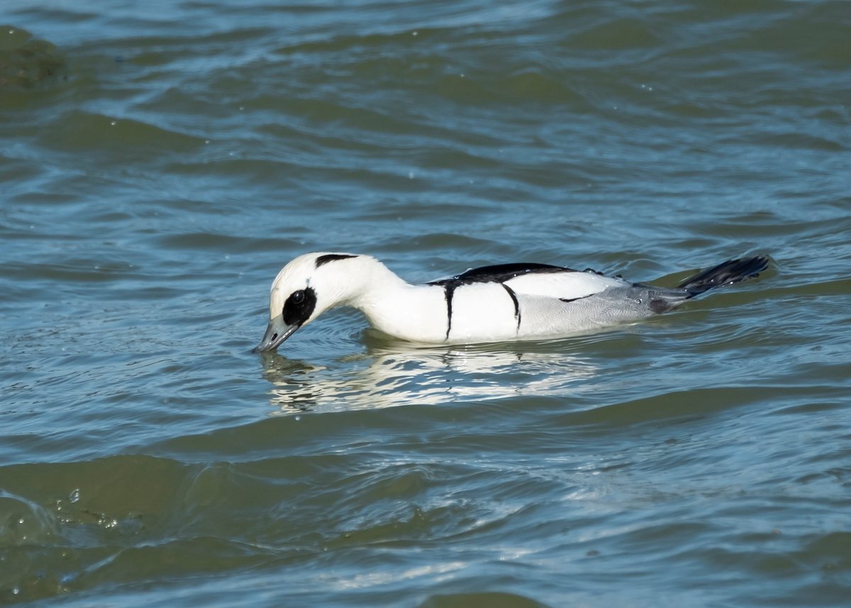 fujiman73's tweet photo. My best views ever #smew #wildlifephotography #fujifilm #Nature #wildlife #birding #hide #rutlandwater #fujixt2 @NatureUK @RutlandWaterNR @BBCSpringwatch https://t.co/uZRaqmzdIS