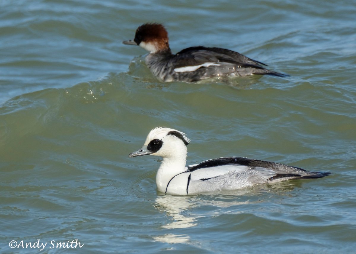 fujiman73's tweet photo. My best views ever #smew #wildlifephotography #fujifilm #Nature #wildlife #birding #hide #rutlandwater #fujixt2 @NatureUK @RutlandWaterNR @BBCSpringwatch https://t.co/uZRaqmzdIS