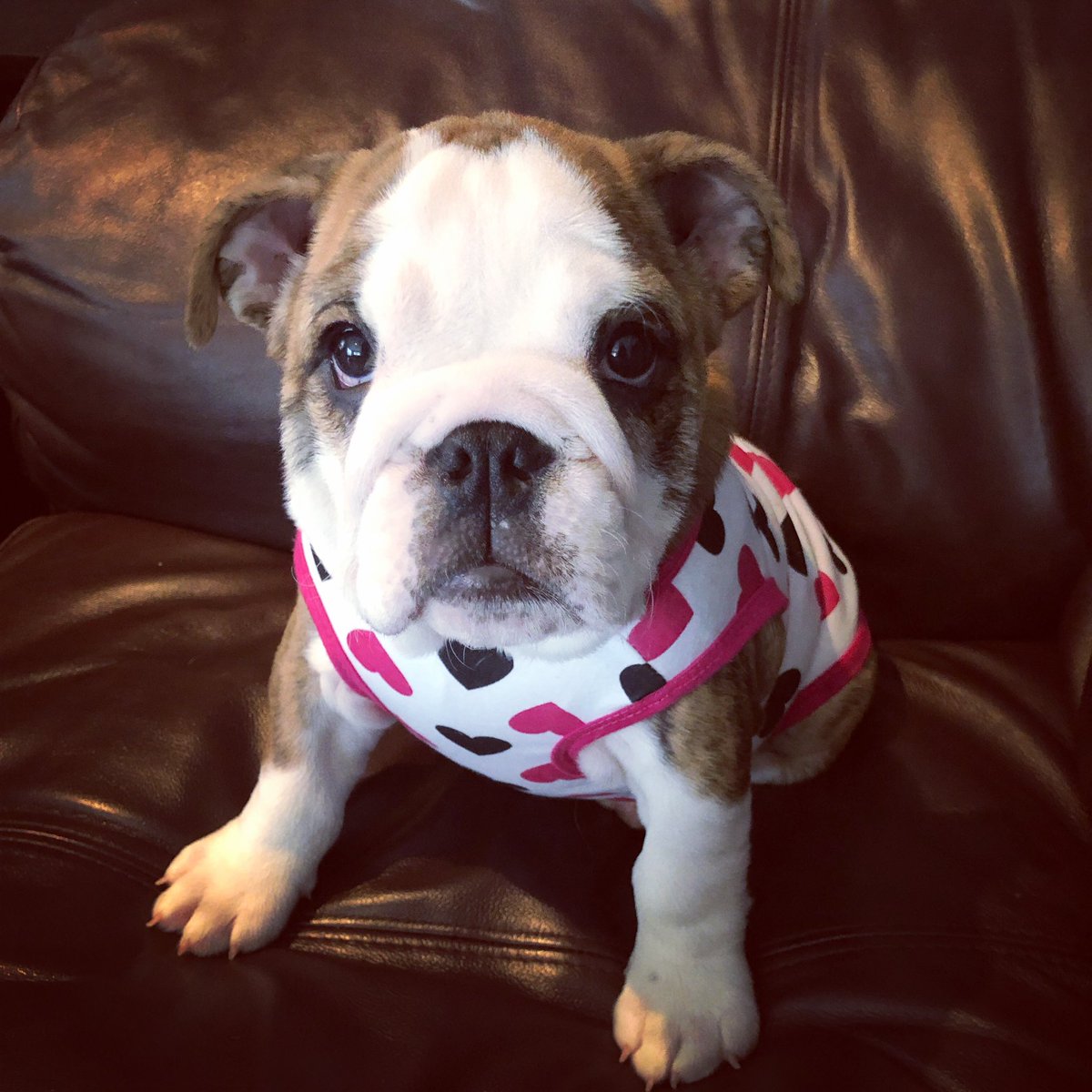 MiriamWade4's tweet photo. Birdie wants a bulldog to win! #crufts #bestinshow https://t.co/oGZsEcw0yZ