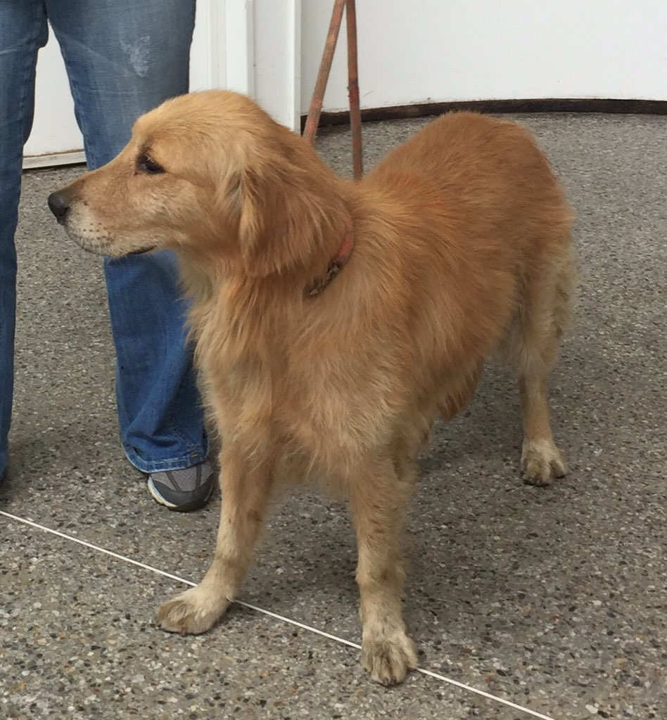 #EXTRAVIADO #Caracas RT <a href="/liliakunaizeh/">🌺 Mi Venezuela 🌺</a>: Ayer encontré a este Golden  Retriever en una esquina de la Avenida Baralt. No estaba sucio, uñas cortadas, presumo no tiene mucho tiempo en la calle. Lo resguardé. Busco a sus dueños! Ayuda por favor!