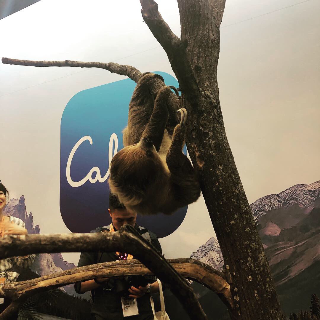 Ummm. Excuse me. Meet Sienna, the sloth from <a href="/zoomagination/">Zoomagination</a> (rescue based organization) she’s here on a bit of a branding mission with <a href="/calm/">Calm</a> for <a href="/sxsw/">SXSW</a> and well, frankly, they win the day. #slothnation #alfonsodoesaustin