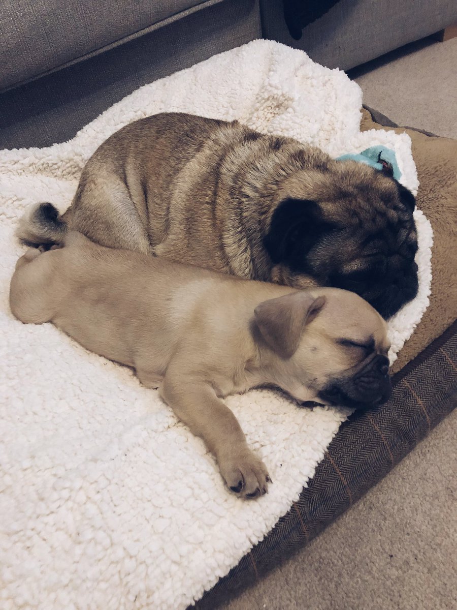 EmmmaMcNair's tweet photo. Everyone needs a Sunday Spooning partner... If this ain’t spooning goals I don’t know what is?!?
#spooninggoals #sunday #puppy #sundayspoon #frenchie #pug #frenchbulldog #frug https://t.co/eXSKltFAnF