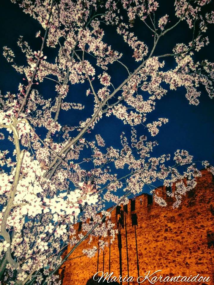 meleorr's tweet photo. Πώς είναι η άνοιξη στην Άνω Πόλη ξέρουμε; Να πώς είναι. Ξανά. Ευχή. Από του χρόνου να δουλεύω μόνιμα πια κάπου έστω κοντά στην κούκλα μου και να μένω εκεί.
#ΚατιΔικαμου #Θεσσαλονικη #Thessalonique #Grece #NotForGermans or #germany #Thessaloniki #Greece https://t.co/m9EjVOuN3z
