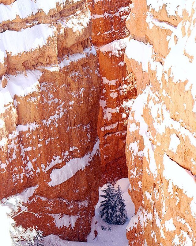 PixelogyStudios's tweet photo. Pine trees in Bryce Canyon ❄️❄️❄️ #Bryce #utah #love #nature #landscape #landscapephotography #pixelogystudios #landscapelovers #naturelovers #outdoors #follow #mothernature #hike #hiking #snow #roadtrip #beautiful #mars #picoftheday #nakedplanet #besto… https://t.co/rhrv2Oy3R0 https://t.co/ZqQxATKYSE