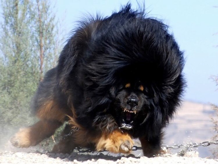 How class are Tibetan Mastiffs ?