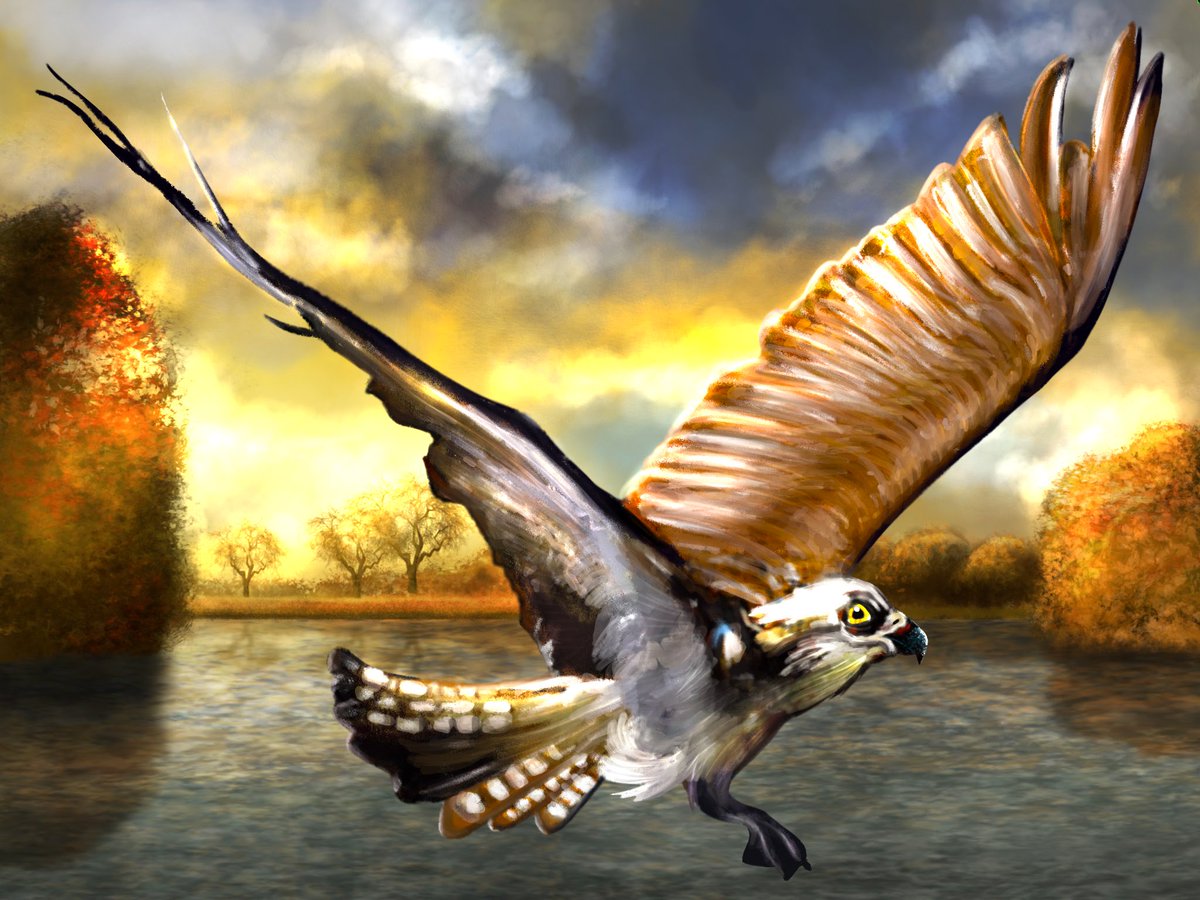 sketchclubapp's tweet image. Congratulations again this week to @WhiskersAndHop on winning the top spot in the Birds of Prey compo with his sketch Buzzard in Flight!
app.sketchclub.com/e/compo/birds-…