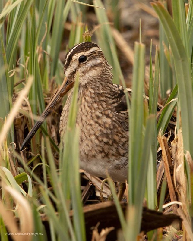 claire_sandison's tweet photo. Reed shields
#summerleys #summerleysnaturereserve #birds #birdphotography #nature #naturephotography #wildlife #wildlifephotography #britishbirdlovers #rspb  #wildlifetrustbcn #snipe #reeds #hiding #camoflaged https://t.co/wNiOAAQ6x2