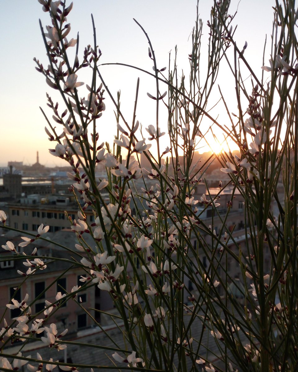 #trovalalanterna tweet media