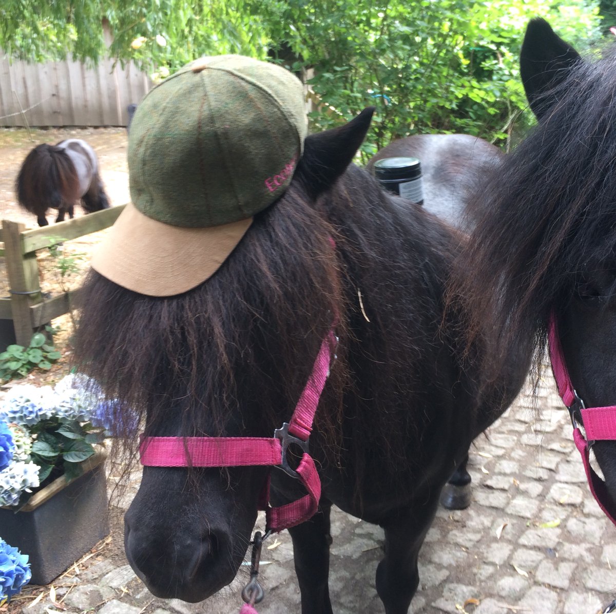 Ecohoof's tweet photo. Pink Hoof Clay
The 1st choice every time Horses/ Ponies all over the World
#MagicInAPot 
#ItsNotJustForHoofsUknow
#equine #EquineHour #EquineBlogShare #horses #horses #ponies #Ponyhour #horsechathour #eventinghour #equestrian #equestrianbloggers https://t.co/FhCbKNb2GG