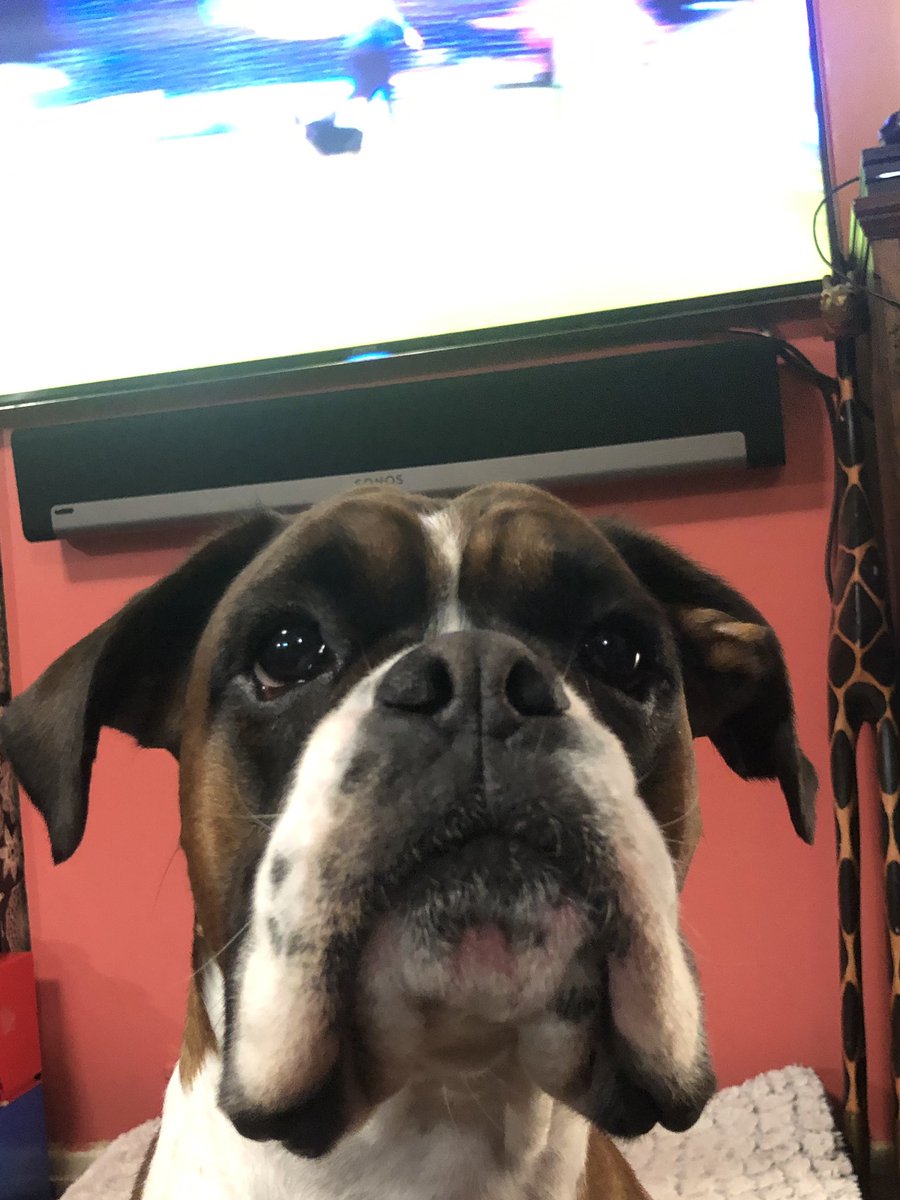 Duke916's tweet photo. There is only one #Dave #Crufts #notdave https://t.co/ZIhhiks00h