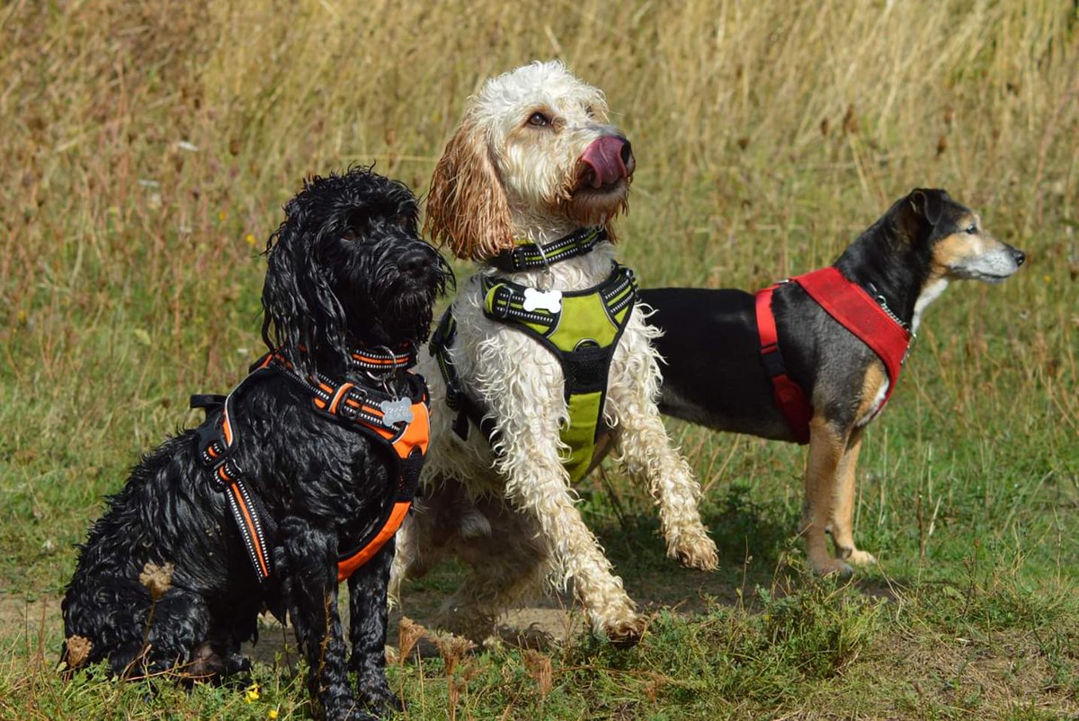 DaveBooth68's tweet photo. #Crufts got to be #Dave the boxer
So says our cockapoo's Arthur, Keith and Jack Russel x Maisie https://t.co/rOta2brNUW