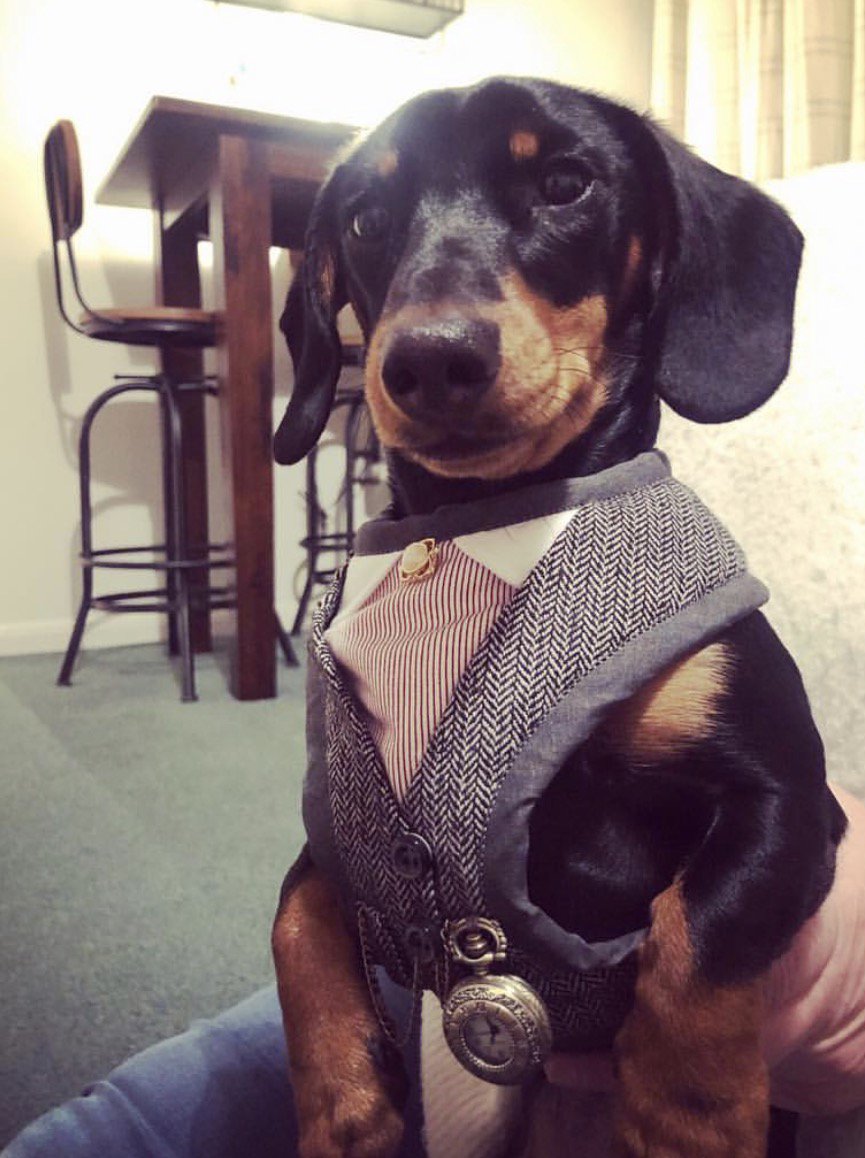 ruthio1988's tweet photo. @Peperami Little Shelby loves an outfit! And would love to model #Puperami
#Win #sausagedog https://t.co/WoygmearS4