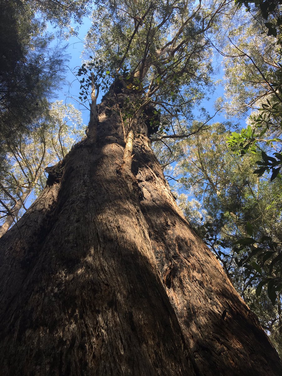 gliderhabitat's tweet photo. @itsnotfairman @PerpetuaTurner @ozdendro @C_Pritzkow Would definitely be on #TeamMessmate too 🤤 look at this beauty from the Arte river area. DBH (almost) 300cm 🥇🌳#EucBeaut19 https://t.co/KqOgseXWkL