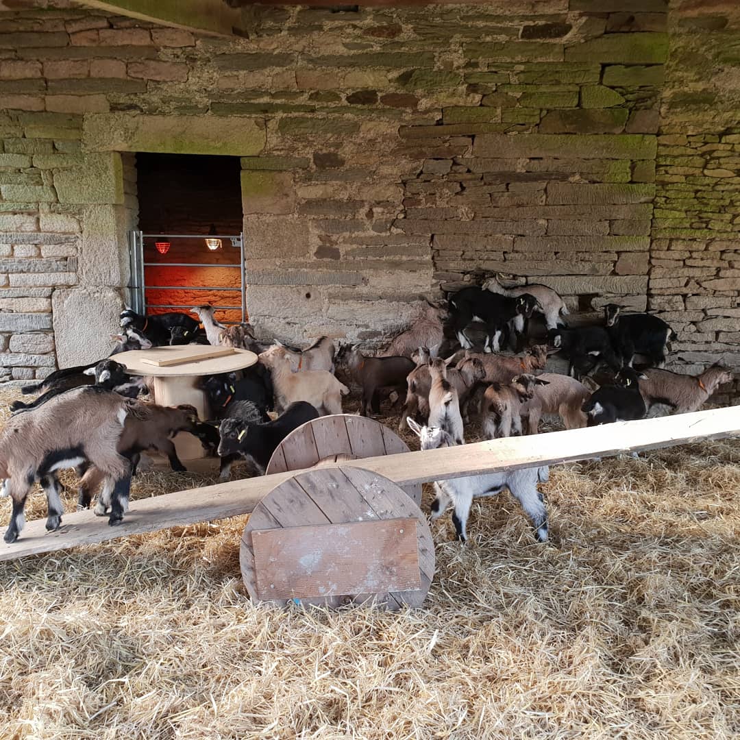 LCaprisoles's tweet photo. Un dimanche calme avec beau temps, du coup on en profite pour installer les jeux des cabris 🤗🐐
#lafermedescaprisoles #elevagechevre #elevagebio #chevrerie #scaer #finistere https://t.co/NP4oaBJT0B