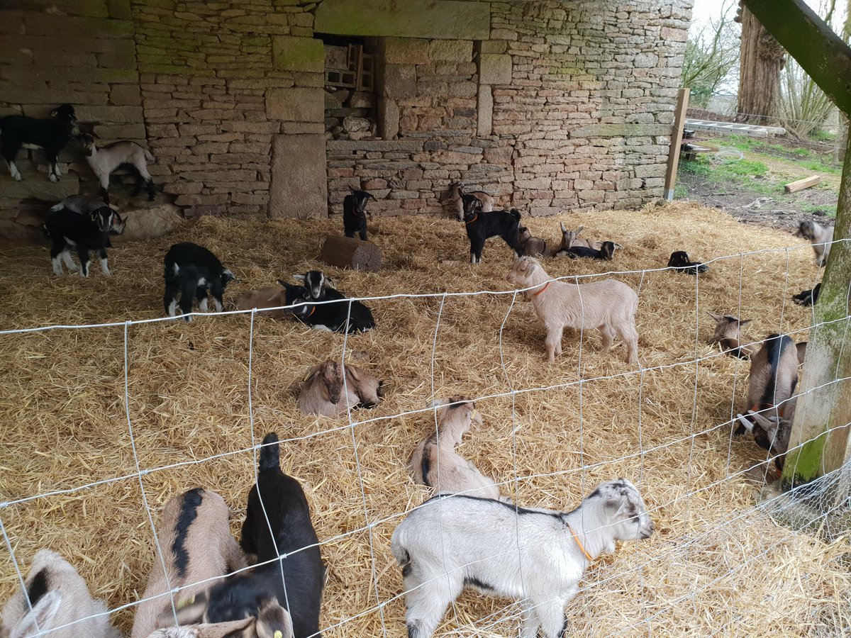 LCaprisoles's tweet photo. Un dimanche calme avec beau temps, du coup on en profite pour installer les jeux des cabris 🤗🐐
#lafermedescaprisoles #elevagechevre #elevagebio #chevrerie #scaer #finistere https://t.co/NP4oaBJT0B
