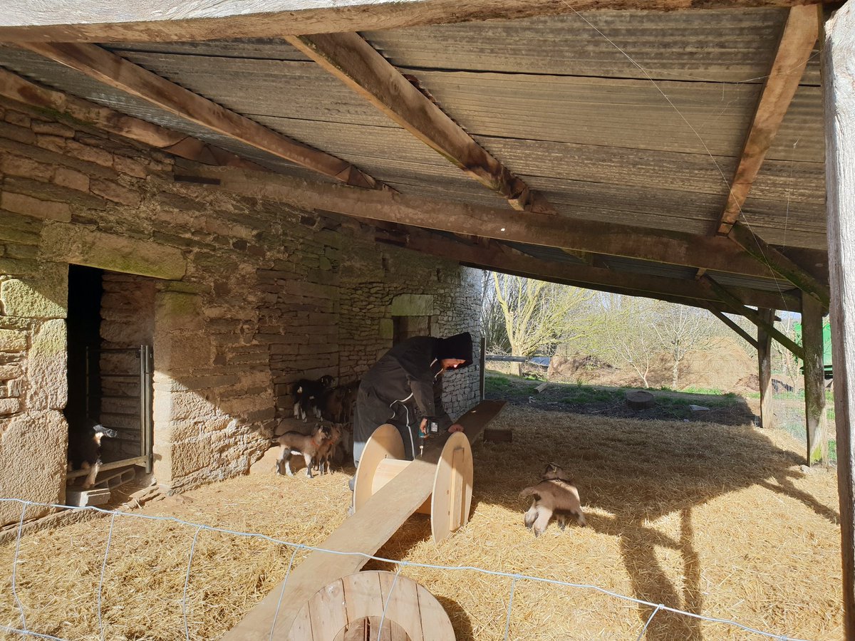 LCaprisoles's tweet photo. Un dimanche calme avec beau temps, du coup on en profite pour installer les jeux des cabris 🤗🐐
#lafermedescaprisoles #elevagechevre #elevagebio #chevrerie #scaer #finistere https://t.co/NP4oaBJT0B