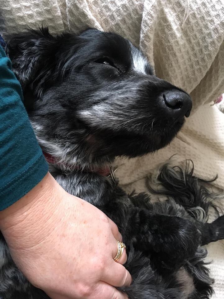 _Deb_Taylor's tweet photo. My pup comes and asks for reiki, she asks most days. At this rate she’ll live until she’s 100!😂 #reiki #reikihealing #animalhealing #reikihampshire #purereiki https://t.co/v30WyyH59h