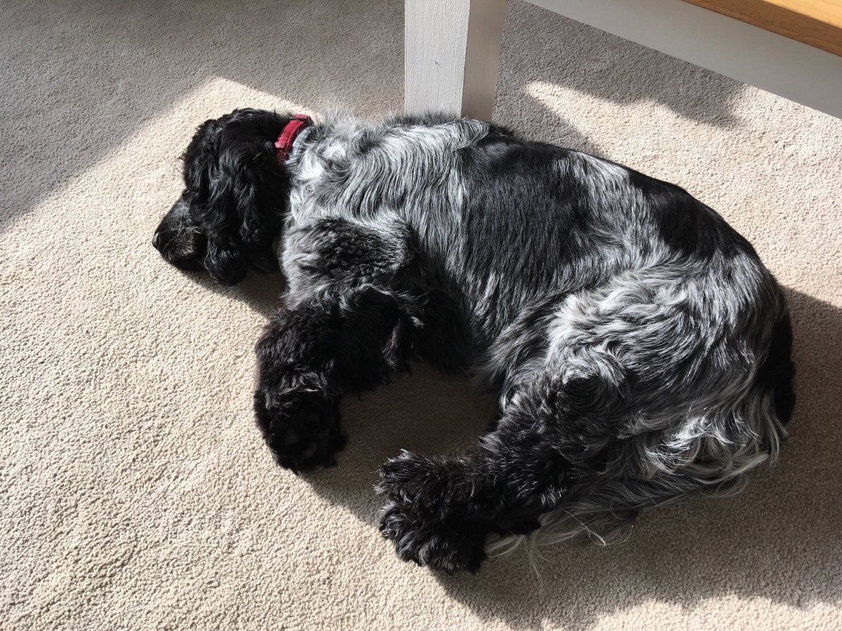 _Deb_Taylor's tweet photo. Watching #crufts is absolutely exhausting #cockerspaniel #spaniel #sunnyspot https://t.co/va0TjIEkUT