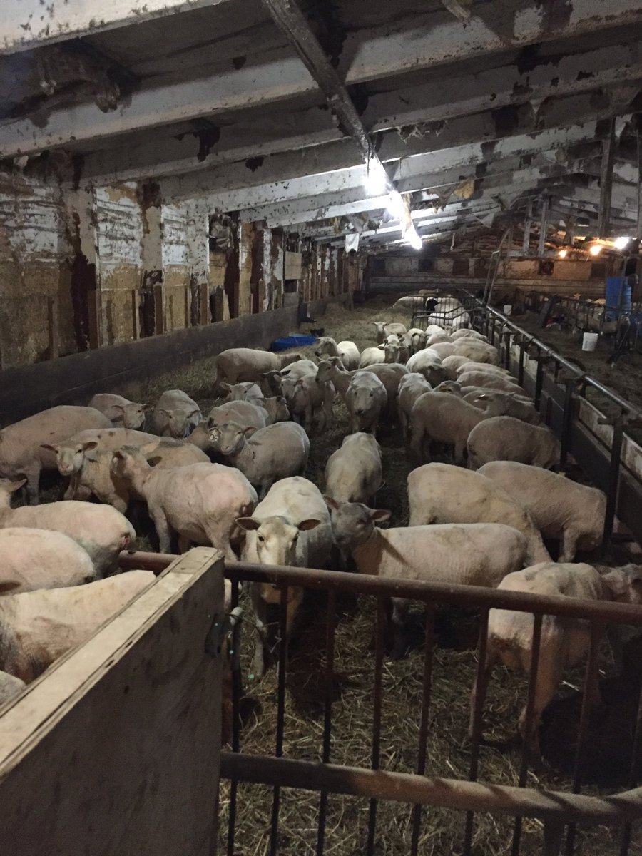 bhoekstra_4's tweet photo. Sheared, wormed and vaccinated with glanvax.  Now we wait for #lamb19 https://t.co/tW7aki127z