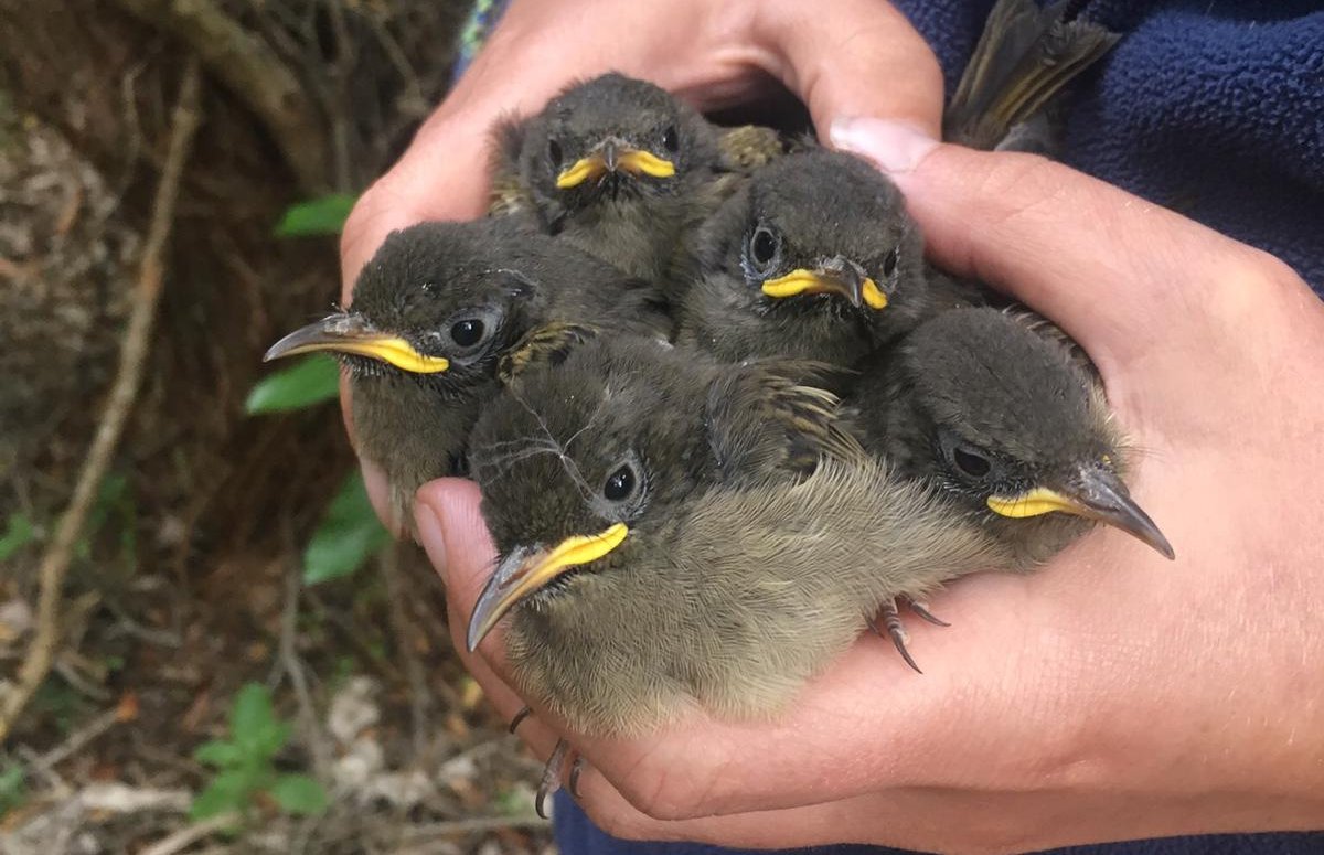 A record number of hihi/stitchbird have fledged on pest-free Tiritiri Matangi Island in the Hauraki Gulf Marine Park during the latest breeding season: bit.ly/2ChNBkZ