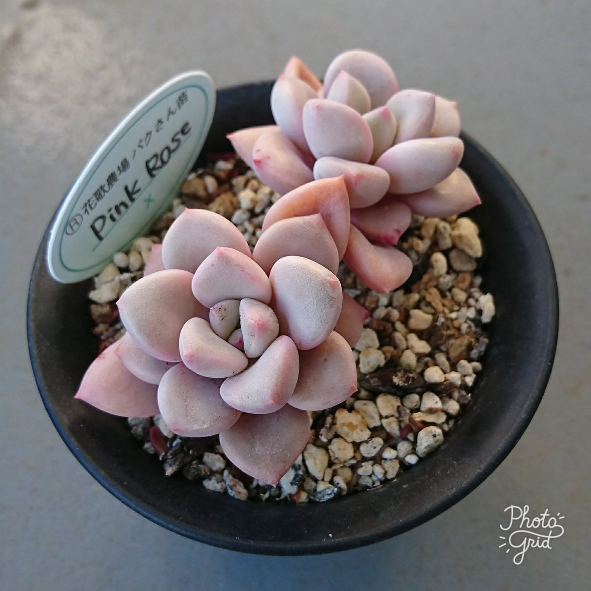 エケベリア ピンクローズ 先行予約販売⭐1620円⭐パクさん苗⭐ピンクローズ⭐エケべリア⭐多肉