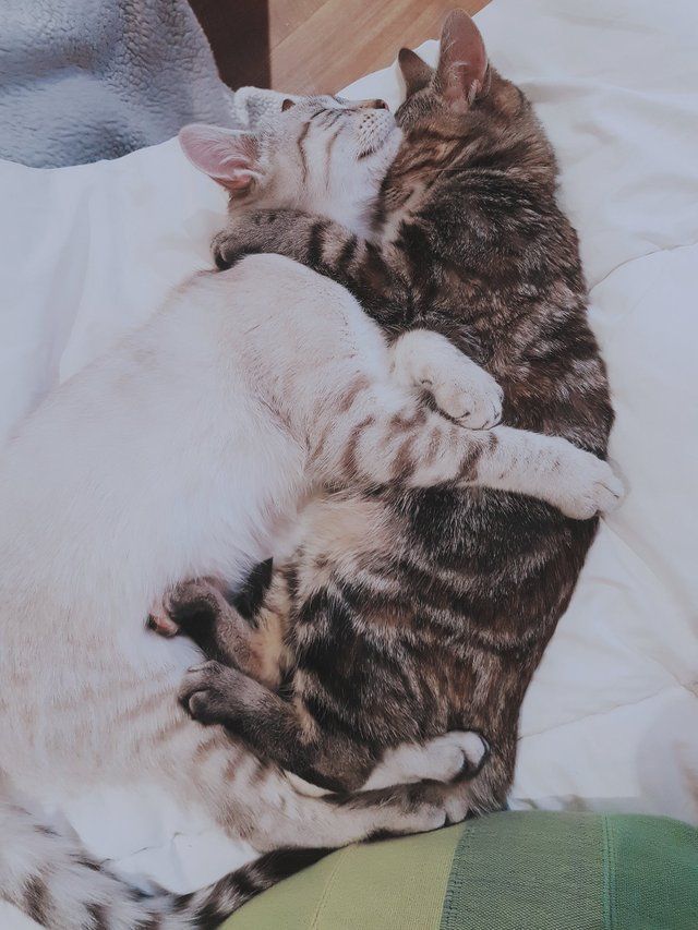 Luv Kittens Daily tweet media