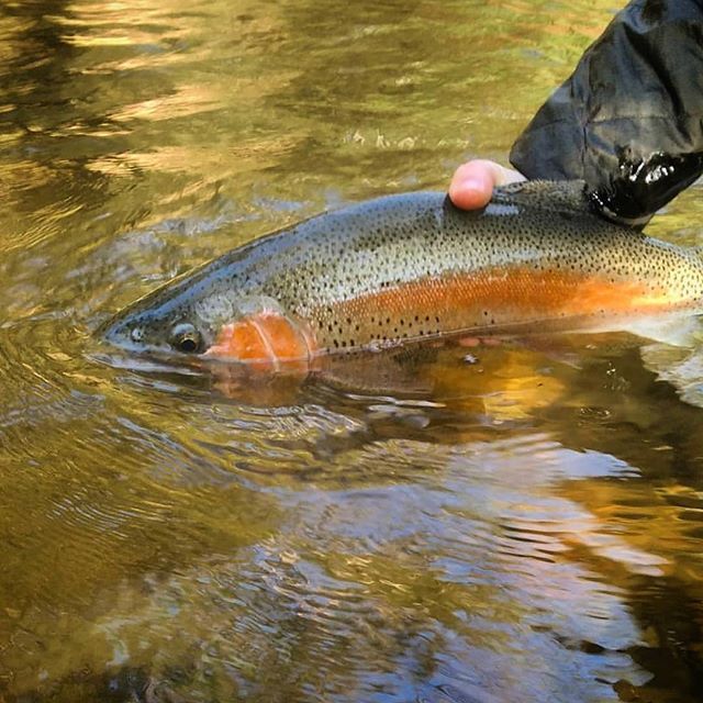 TrueFlySupply's tweet photo. A nice half submerged spring trout from Ambassador @danielmassingale  Show us your trout pics with #trueflysupply -
-
-
-
-
-
-
#flugfiske #flyfishing #flyfish #trout #waterpic #river #keepemwet #troutbum #troutfishing #trouthunting #fishing🐟 #fishin… https://t.co/zePGesKsYJ https://t.co/dF1LV0wtko