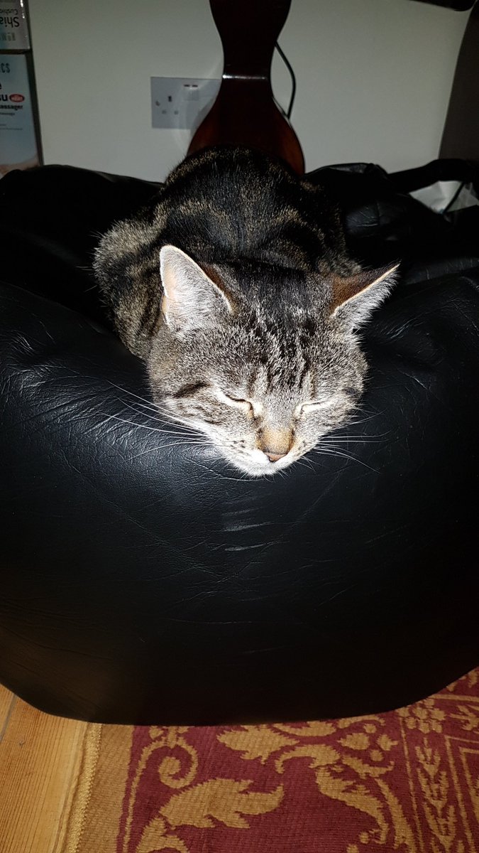 SqueakyKitt's tweet photo. It is one of those evenings tonight! https://t.co/Wpvwr9CTMN