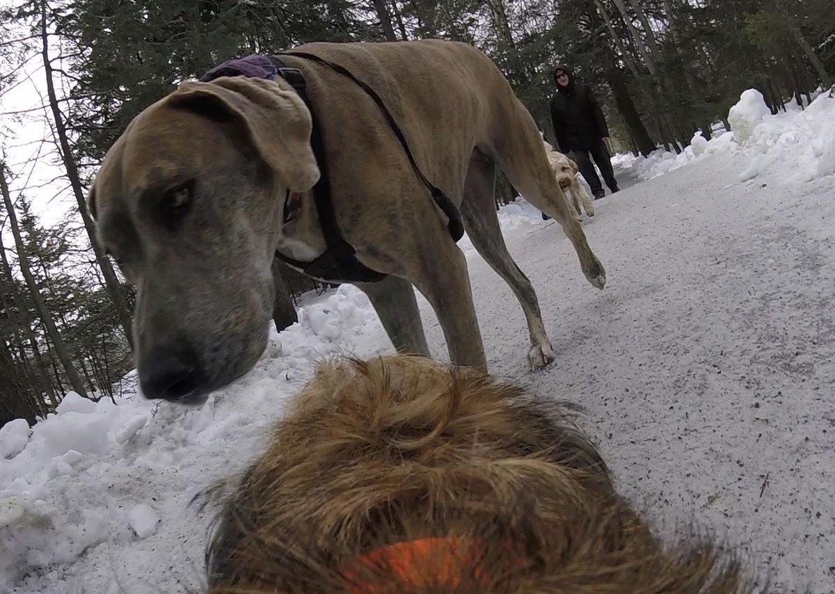 Hubble_BTerrier's tweet image. I met a very large dog on my walk today. 😳😳 #BTPosse #Hubblecam