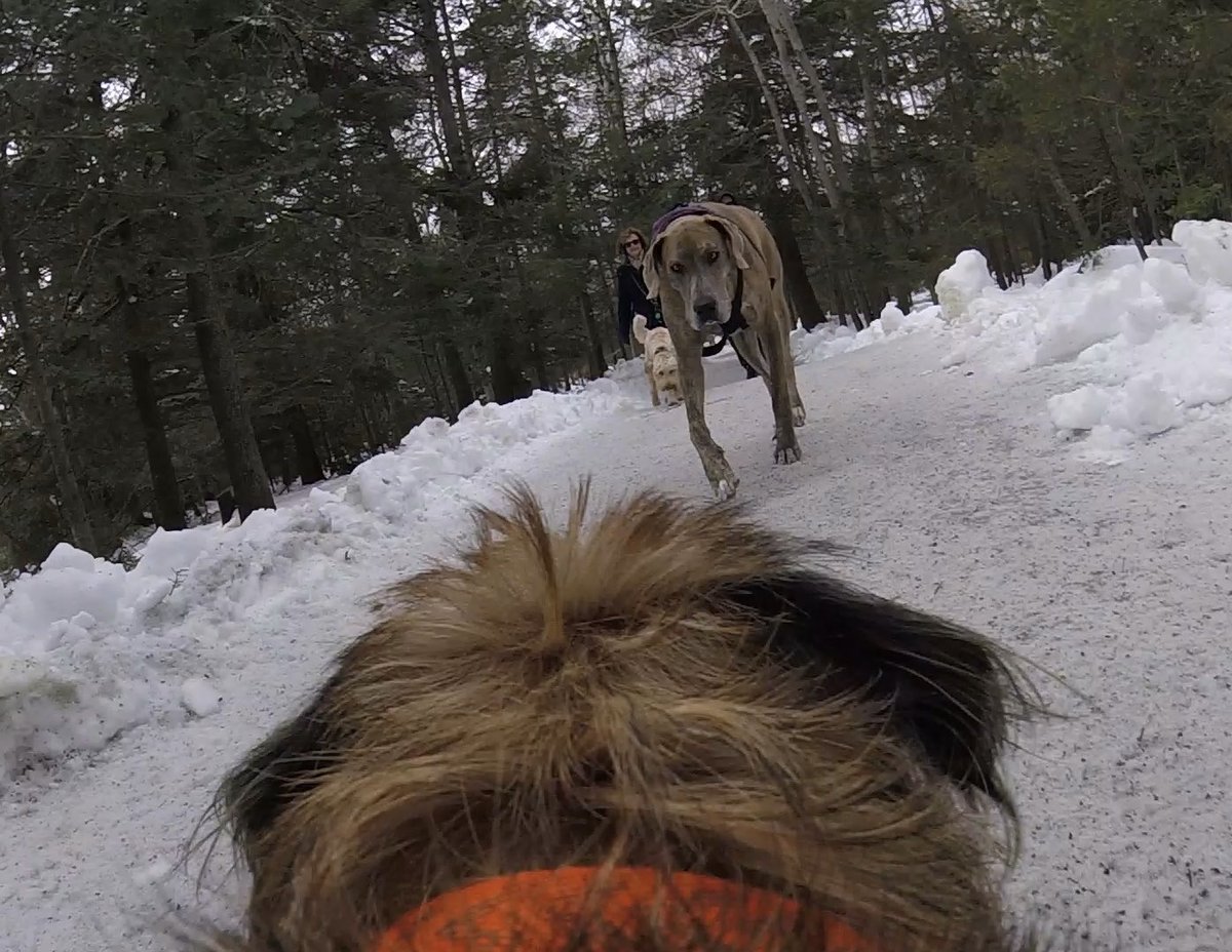 Hubble_BTerrier's tweet image. I met a very large dog on my walk today. 😳😳 #BTPosse #Hubblecam