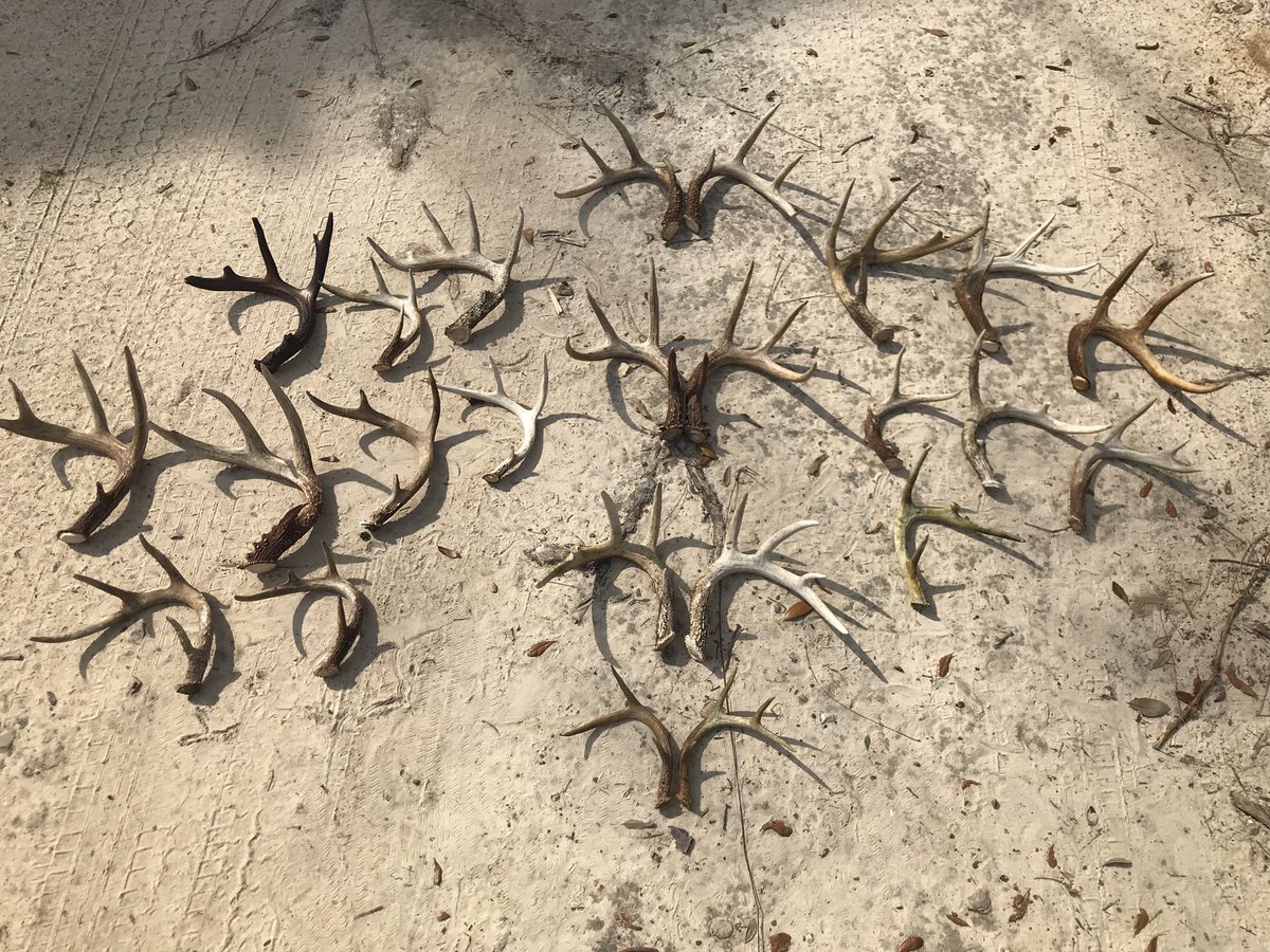 FearMeetsFire's tweet photo. @WhitetailPropTV Two batches from this year in southwest Georgia...no shed is shown twice #ShedRally https://t.co/FltILQh9Gn