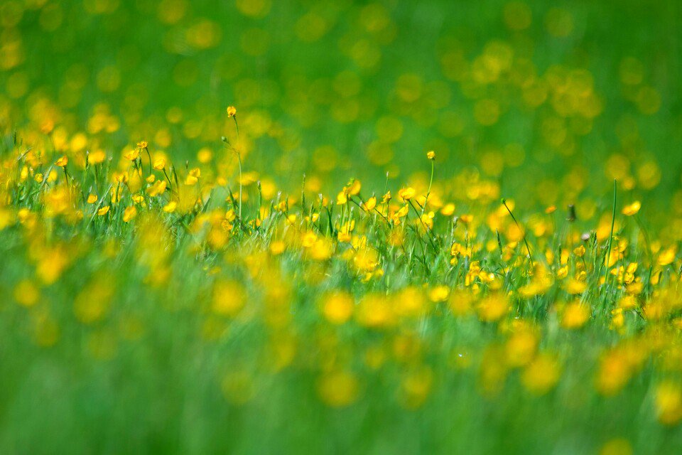 중년이라는 나이
뜨거운 커피를 마시고
있으면서도
가슴에는
한기를 느끼는 나이
먼 들녘에서 불어오는
한줌의 바람에도
괜시리 눈시울이
붉어지는 나이
이제껏 마누라를
이기고 살았지만
이제부터는
마누라에게 지고
살아야 하는 나이